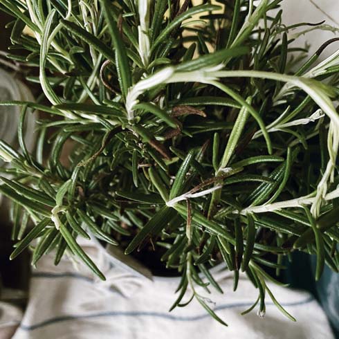 Closeup of rosemary plant leaves