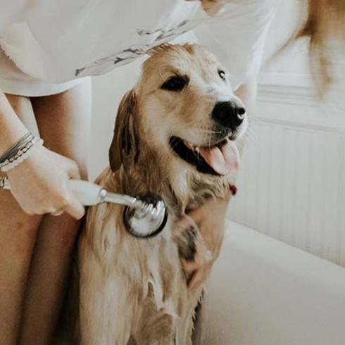 A young blonde woman gives a happy golden retriever a bath using a handheld showerhead