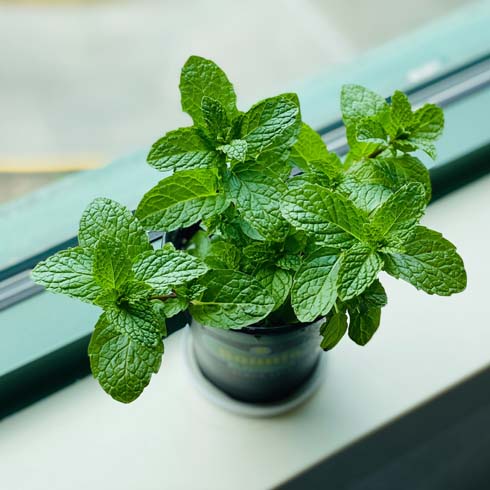 Potted mint plant sitting in a windowsill