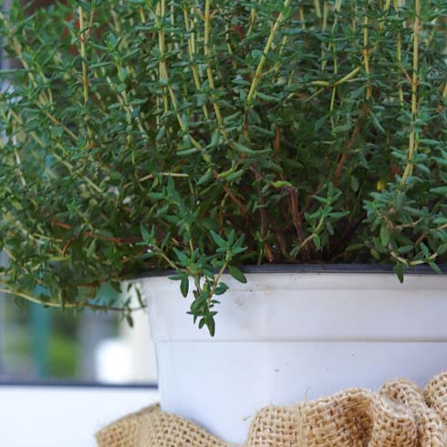 Closeup of thyme plant in a white pot wrapped in burlap bag