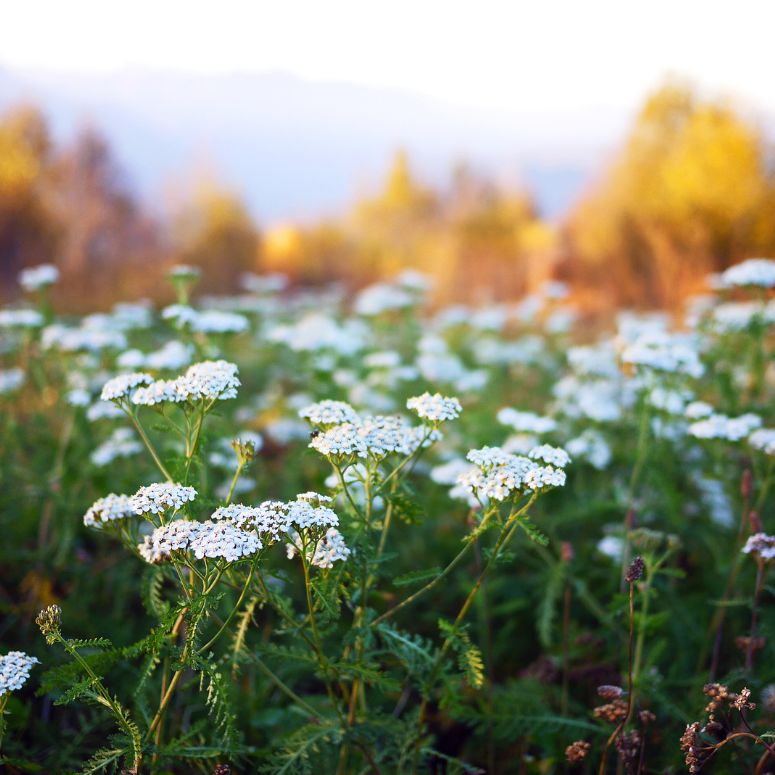 A wild field of common yarrow white flowers.
