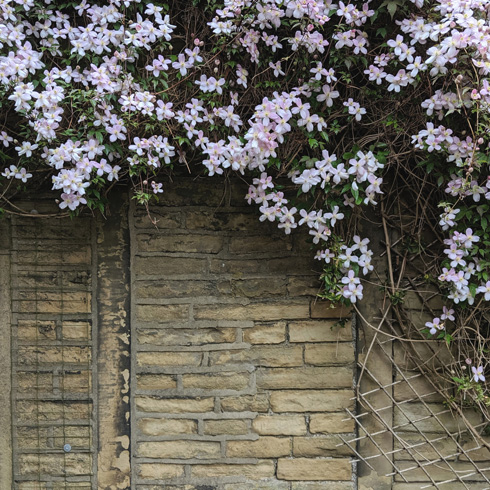 Pale pink clematis climbing down a trellis against a stone wall