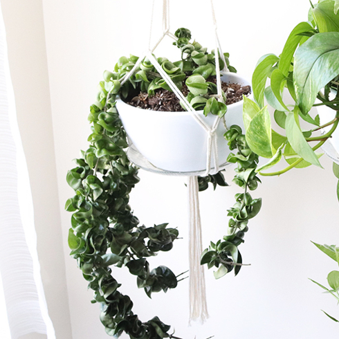 A hanging basket with a hoya rope plant