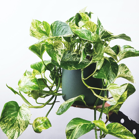 a marble queen pothos plant being held up in the night
