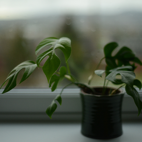 A mini monstera plant sitting on a windowsill