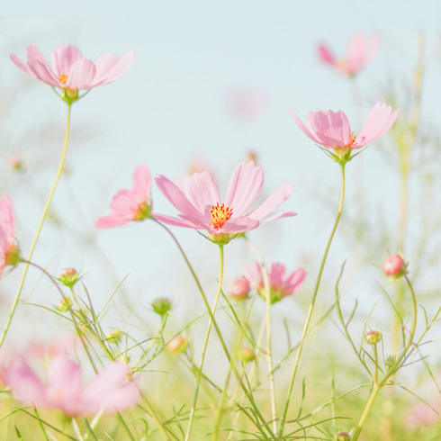 Side view of field with pale pink cosmos facing the sky. Some are out of focus.