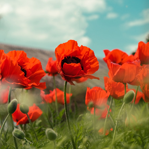 Side view of field of red poppies