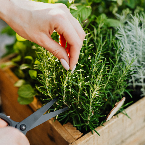 A woman's hand is seen taking a cutting of rosemary from a wooden planter