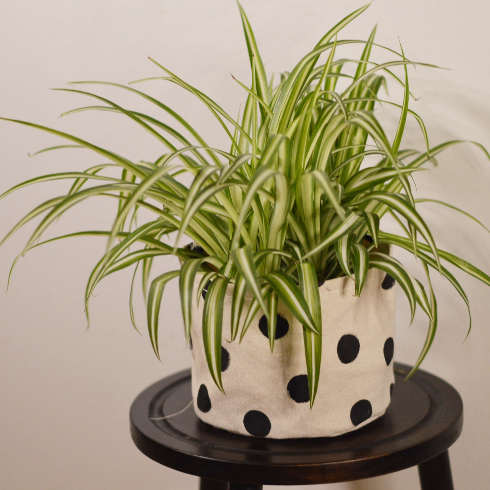 A spider plant in a black and white polka dotted planter