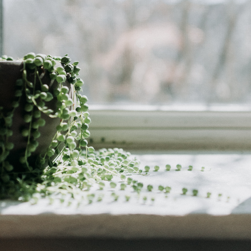 A string of pearls potted plant sitting on a windowsill
