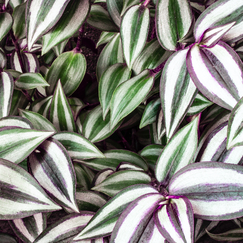 A close-up shot of a purplish pink and green tradescantia zebrina plant