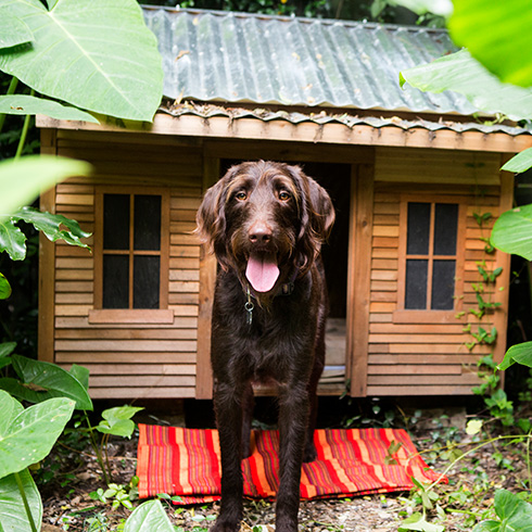 dog in front of a dog house