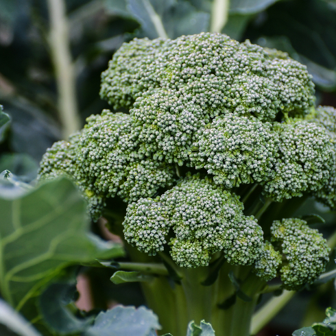 Close-up shot of a broccoli in garden