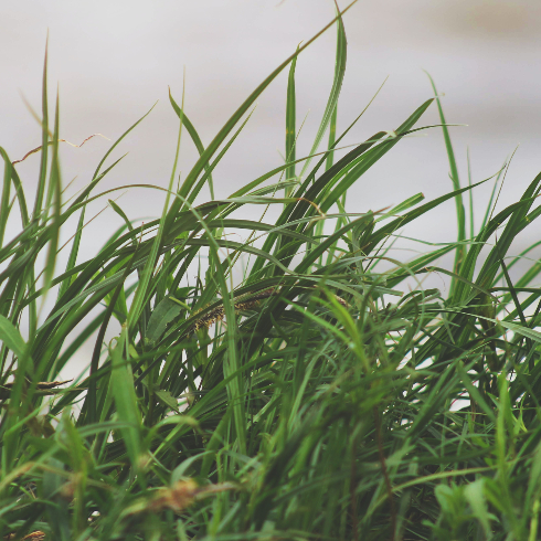 A closeup shot of ornamental grass