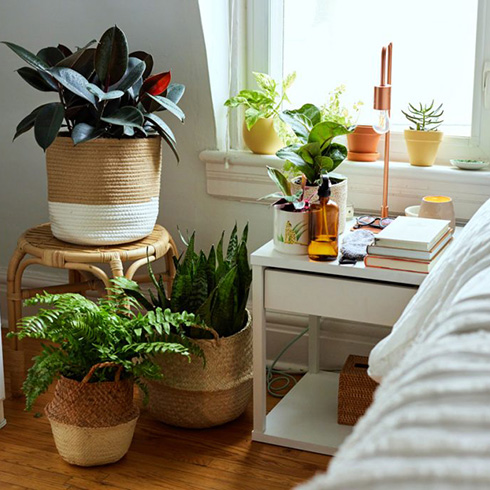 Cropped shot of a sunny bedside table filled with plants. Plants surround the end table on the floor.