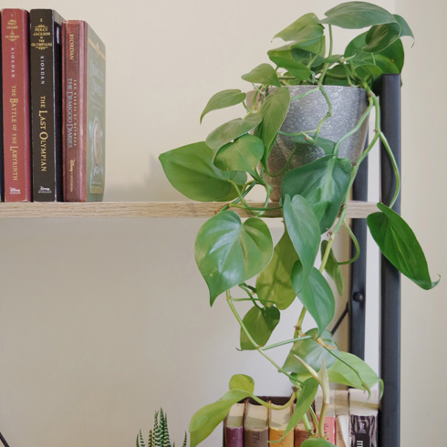 Heart leaf philodendron with vines cascading down a bookshelf.