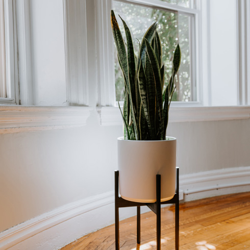 Snake plant in a pot sitting in a low plant stand by a window.