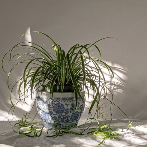 Spider plant in blue and white pot