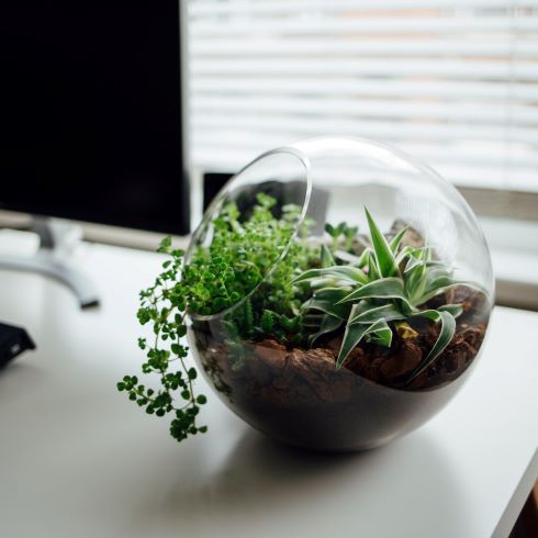 Plant terrarium on a desk
