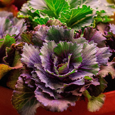 Close-up shot or purple and green ornamental kale
