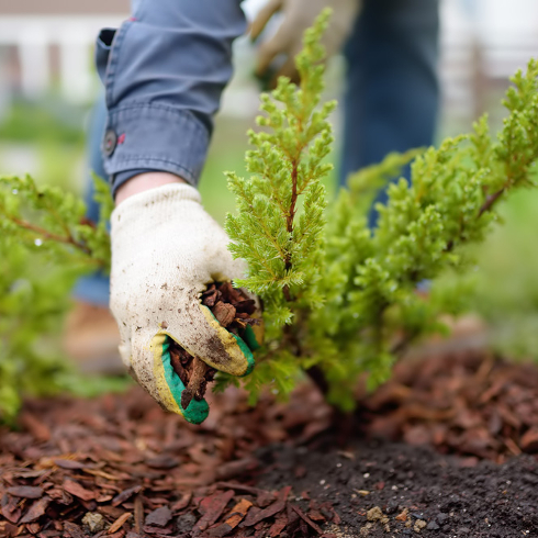 A gardener with gloves on plants an ornamental shrub in the fall