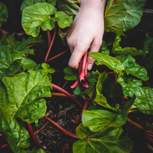 A hand reaching and harvesting Swiss chard