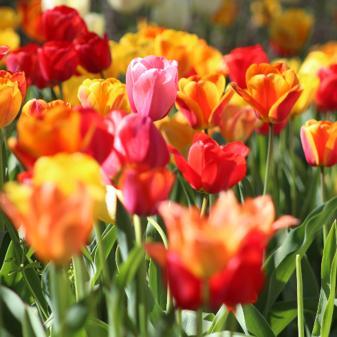 Brightly coloured tulips in bloom in a garden