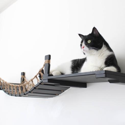 Cat sitting on a cat bridge