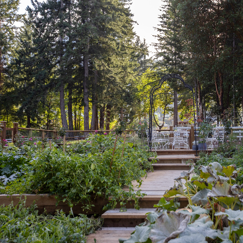 A wide shot of the thriving vegetable garden on Pamela Anderson's Arcady property