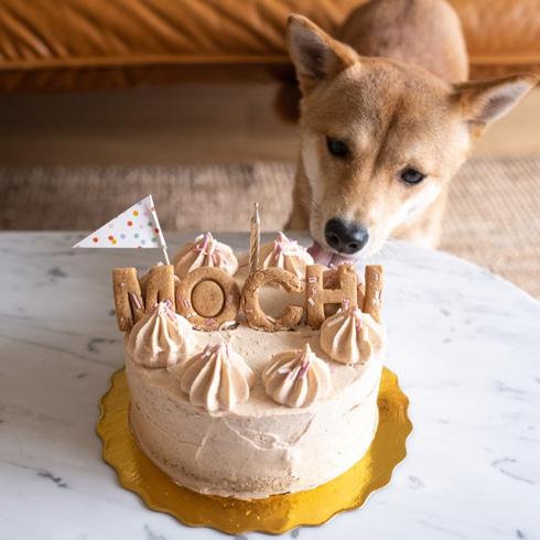 Small dog with a birthday cake