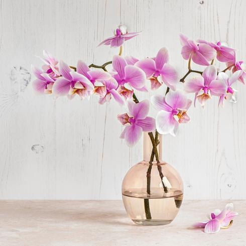 Orchids in a vase as part of lunar new year decorations.