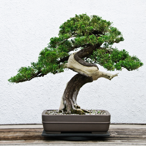 small bonsai tree plant in shallow pot