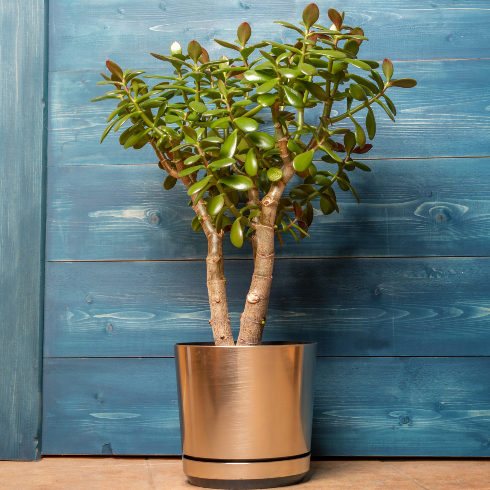 large potted jade plant on floor in brown pot