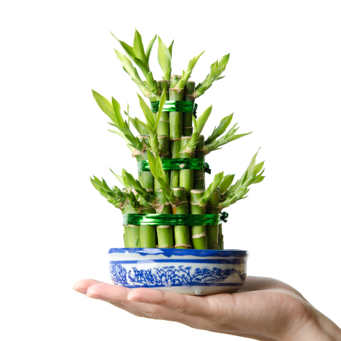 Small lucky bamboo plant in blue pot in palm of someone's hand