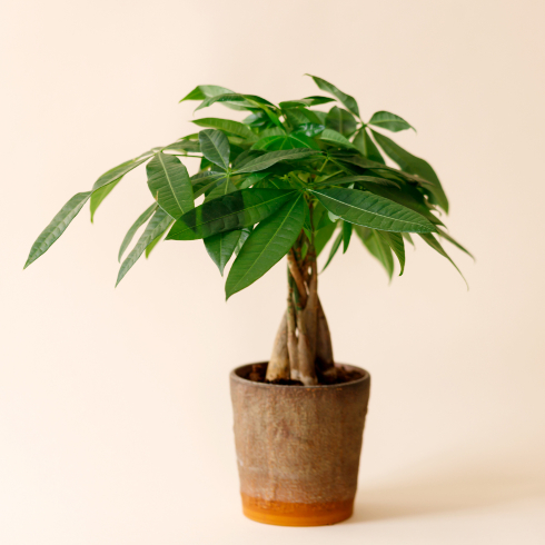 small potted money tree in a brown pot