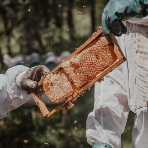 Beekeepers tending to a hive