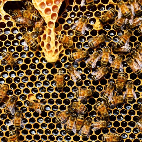 Honeybees with their honey and beeswax