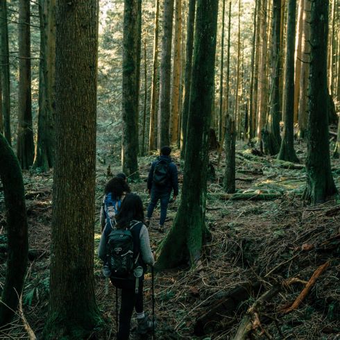 Hikers in an old growth forest