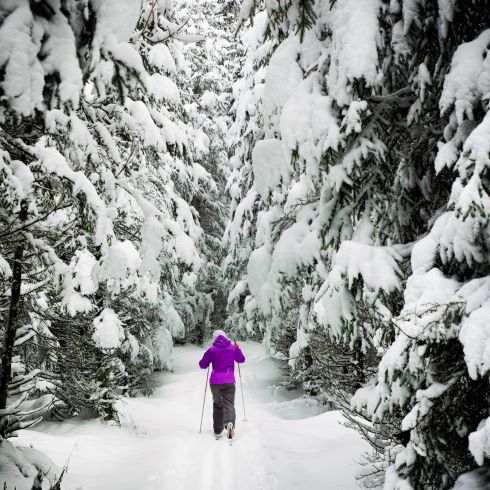 A cross-country skier trekking through a snow-covered forest