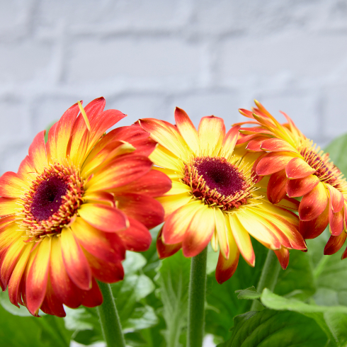 orange and yellow transvaal daisies in bloom