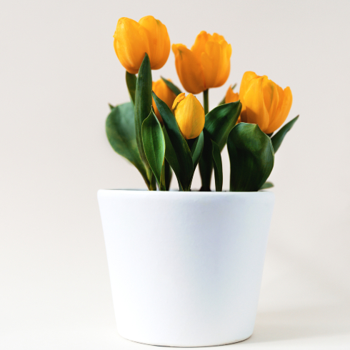 bright orange tulips in a white vase