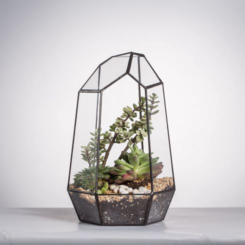 Modern geometric terrarium with thriving succulents inside
