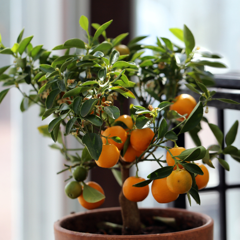 Small indoor orange citrus tree