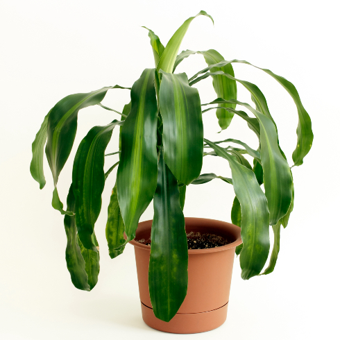 A fortune plant in brown pot