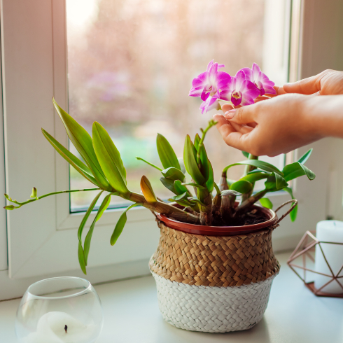 Small orchid plant with pink flowers sitting in windowsill