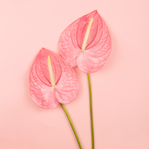 two pink anthurium leaves with pink background