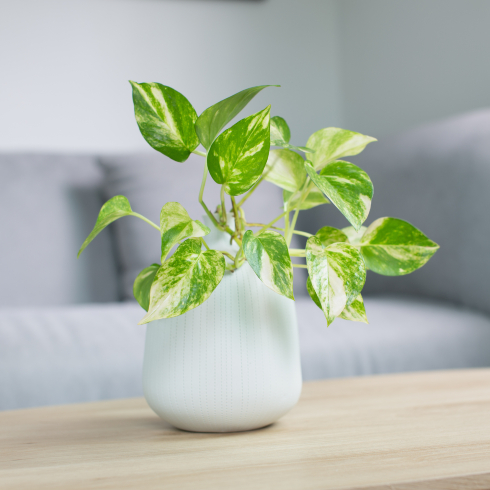 small pothos plant in white pot on wood table