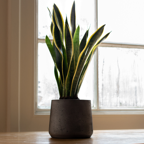 Snake plant in metal pot on ground by window