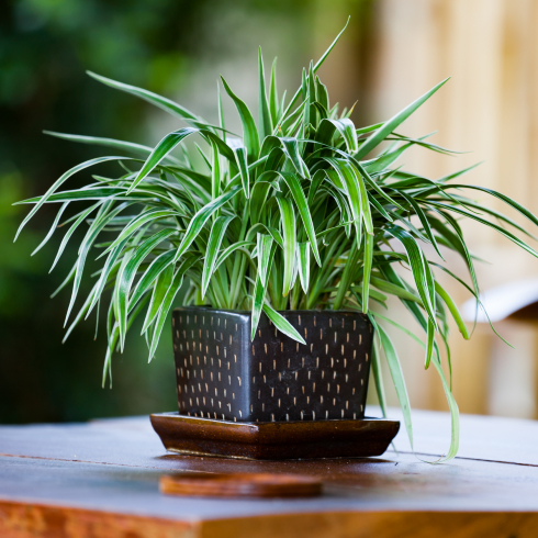 small spider plant in black pot sitting on wood table