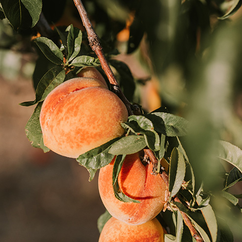 closeup of yellow and orange peaches hanging on a tree branch